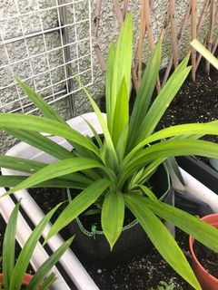 （分類：）位於 。 由 g_garden 提交（商品編號 253574399，圖片 1）。簡介： 。