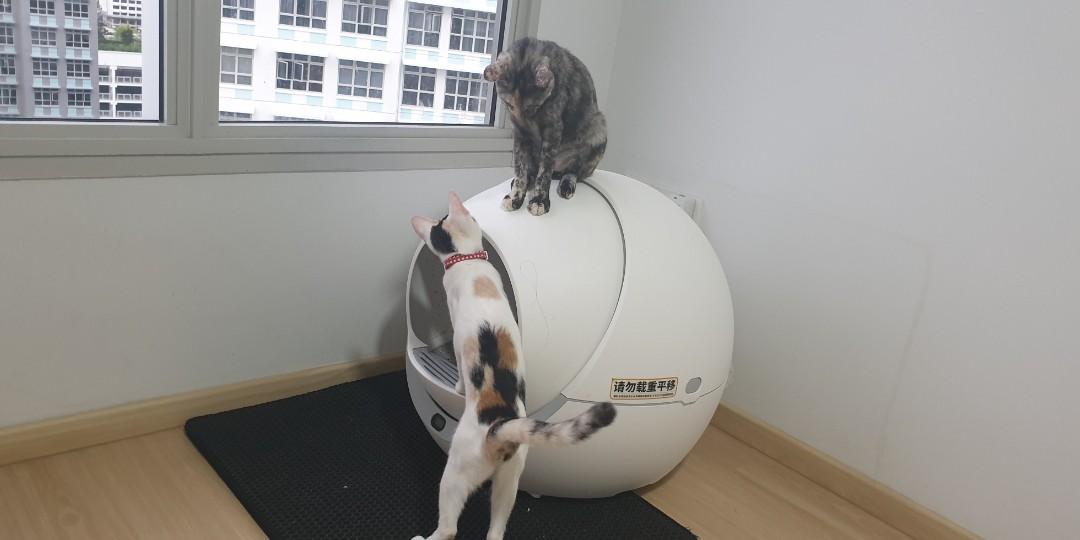 Petree Automatic cat litter box 2.0, Pet Supplies, Homes & Other Pet