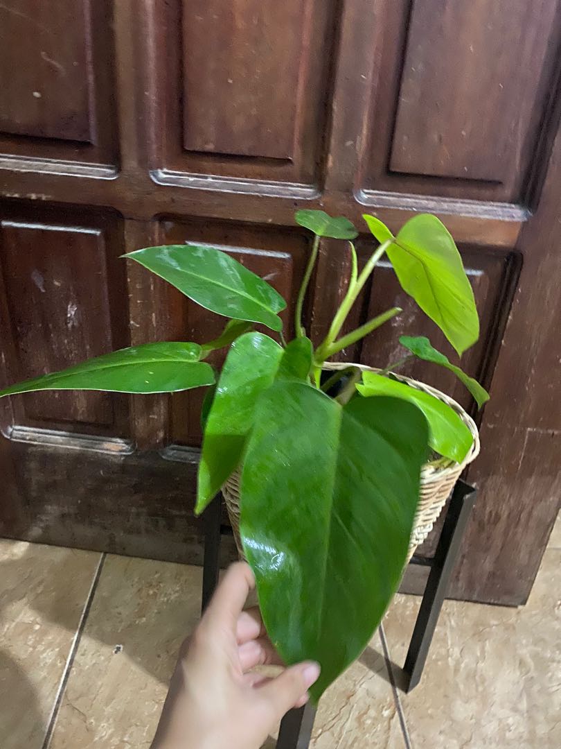 philodendron green emerald, Furniture & Home Living, Gardening, Plants