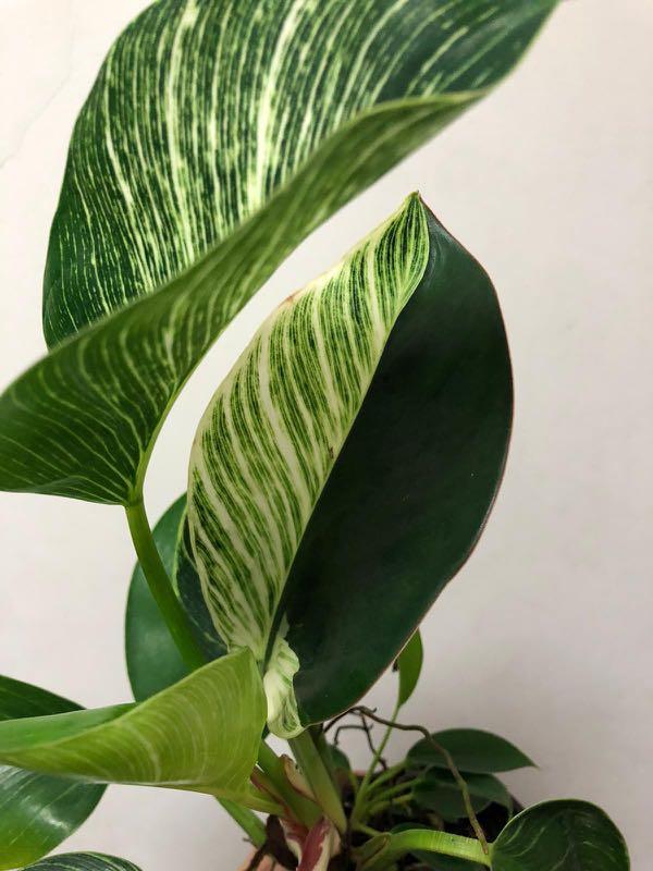 Philodendron half moon Birkin for sale, Furniture & Home Living, Gardening,  Plants & Seeds on Carousell
