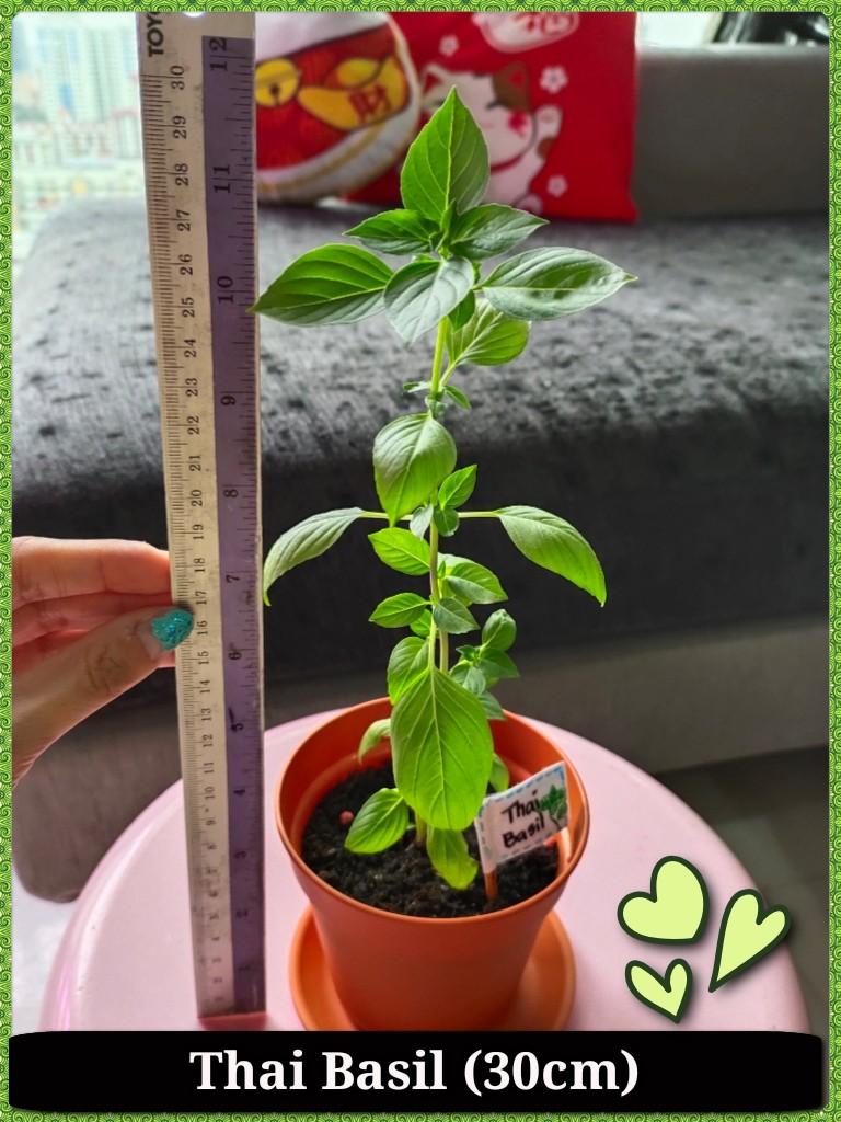 Thai Basil In Potting Soil 5 Gardening Plants On Carousell