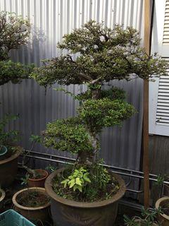 bonsai tree | Gardening | Carousell Singapore bonsai tree | Gardening | Carousell Singapore