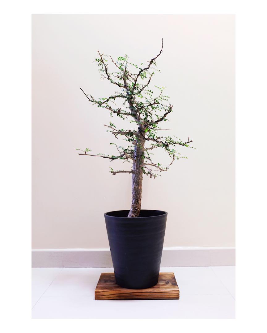 列加氏漆樹塊根植物多肉植物工業風辦公室植物侘寂之美象足漆樹 傢俬 家居 Gardening Plants Carousell