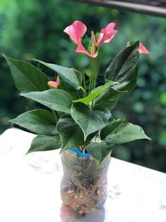 （分類：）位於 。 由 lilykhan 提交（商品編號 1041222628，圖片 1）。簡介： 。
