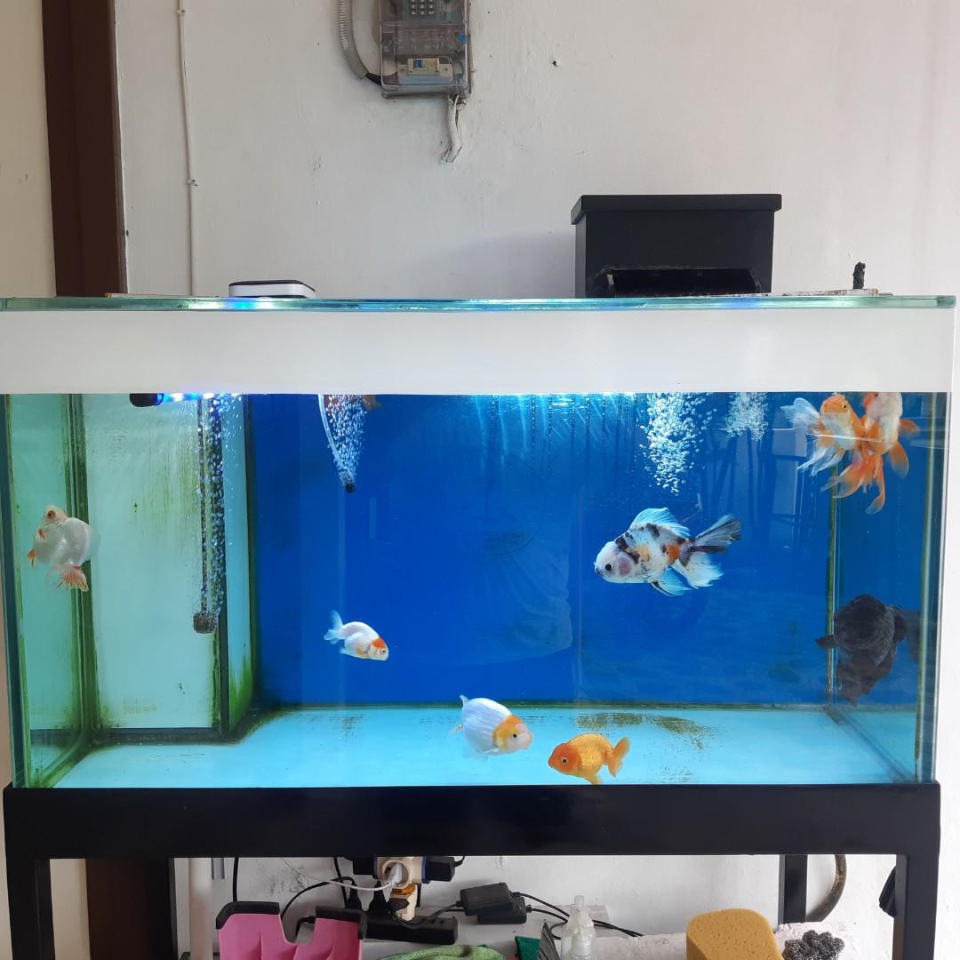 Aquarium Set 100 X 45 X 53 Kaca 12ml Perlengkapan Hewan Aksesoris Hewan Di Carousell Aquarium tinggi 2 meter