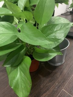 （分類：）位於 。 由 rijugrg 提交（商品編號 1041390084，圖片 1）。簡介： 。