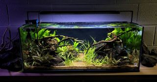 No Frills Nano Aquascape Sold Pet Supplies For Fish Fish Tanks On Carousell