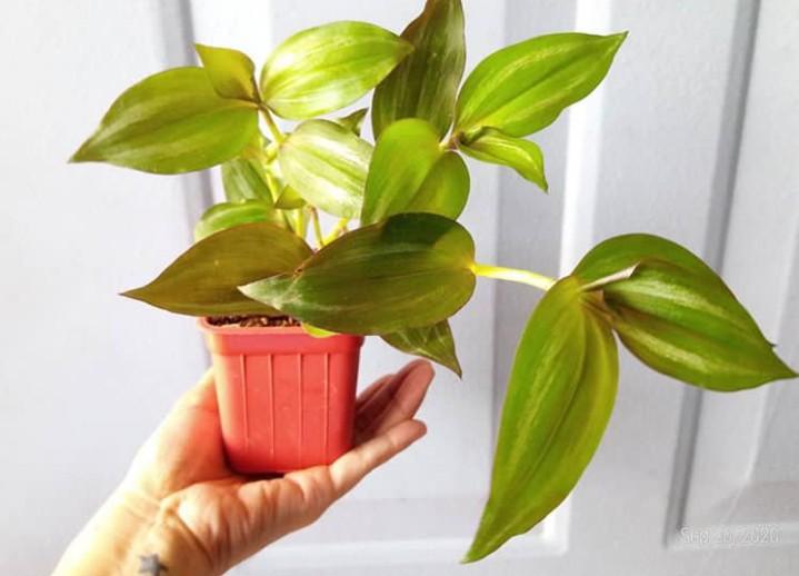 Mini Wandering Jew Collection Furniture Home Living Gardening Plants Seeds On Carousell