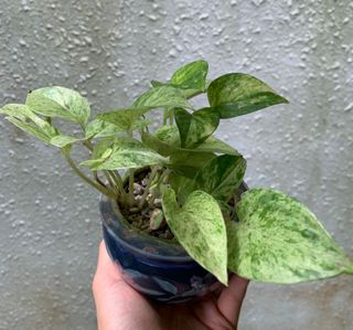 (Category: ) located in . Submitted by zhinn90 (Listing ID 1041277769, Image 1). Description: .
