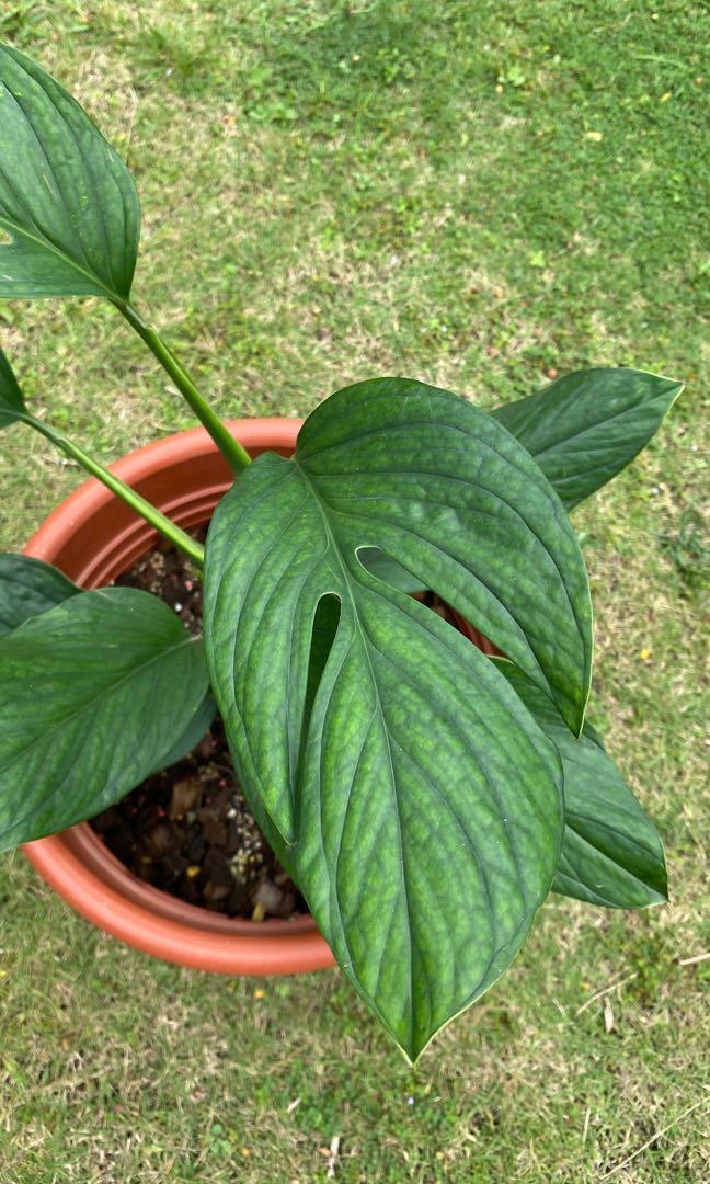 Monstera Pinnatipartita Gardening Plants On Carousell