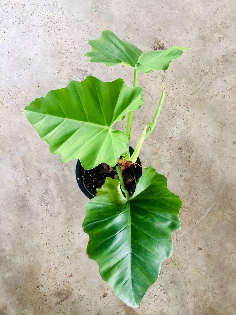 Philodendron Subincisum Home Furniture Gardening On Carousell