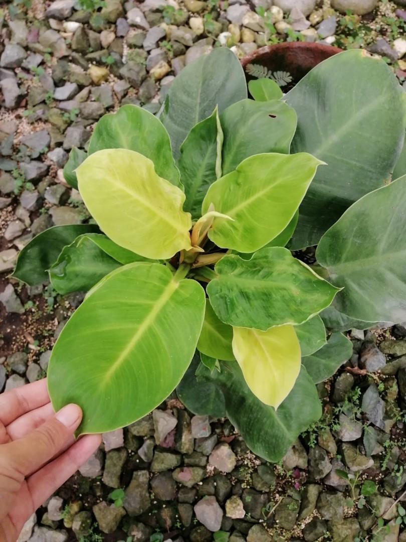 Philodendron Moonlight Gardening Flowers Plants On Carousell