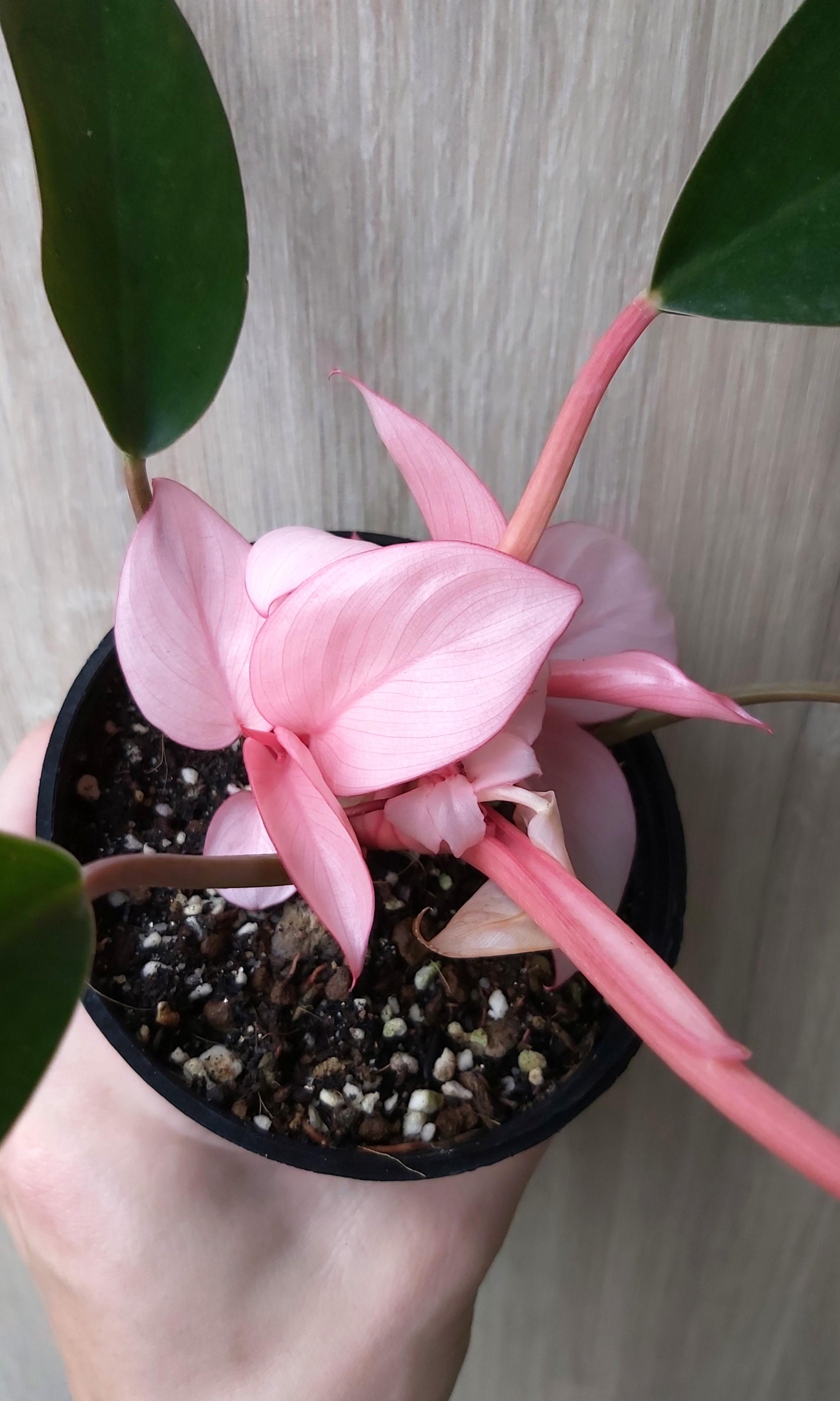 Philodendron Pink Congo, Furniture & Home Living, Gardening, Plants ...