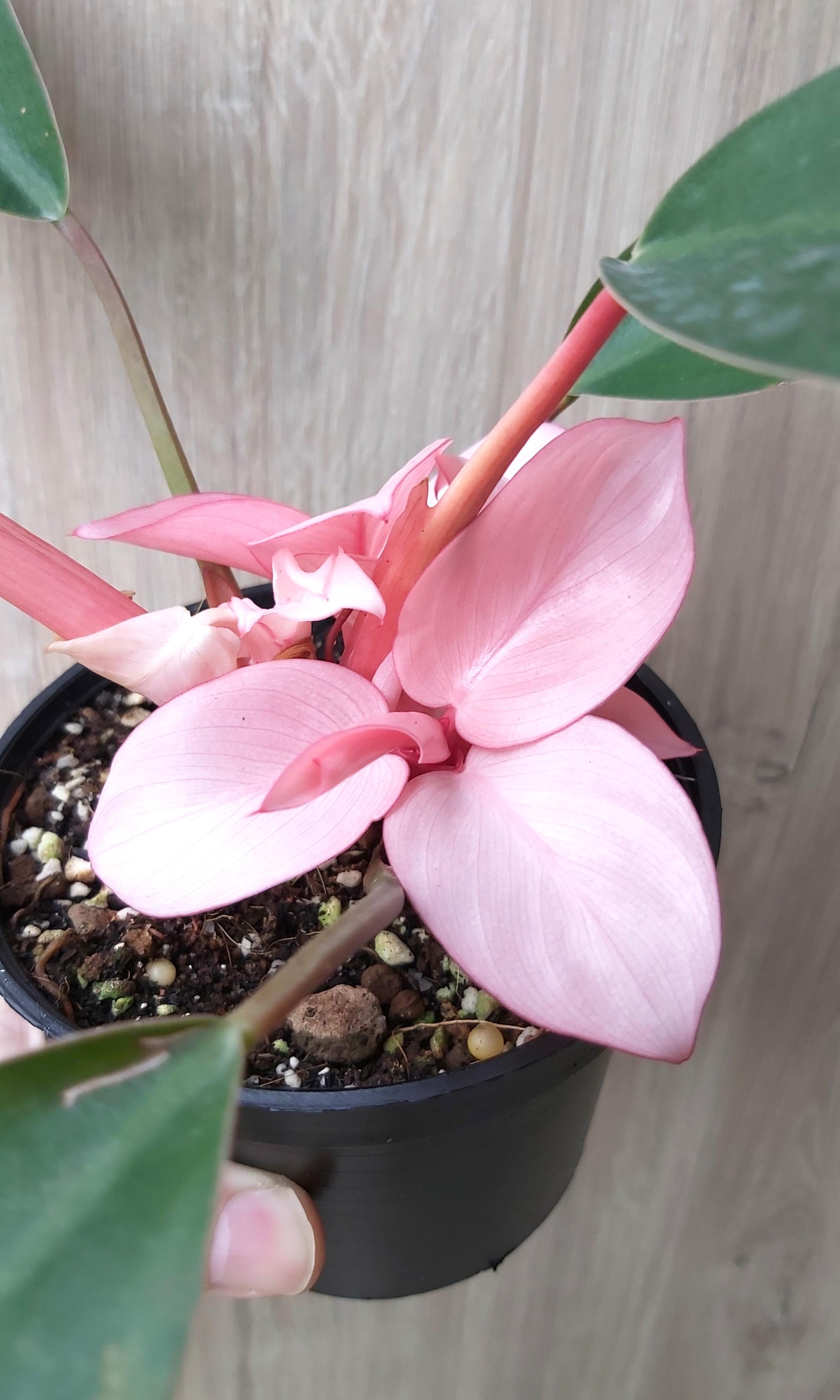 Philodendron Pink Congo Furniture Home Living Gardening Plants Seeds On Carousell