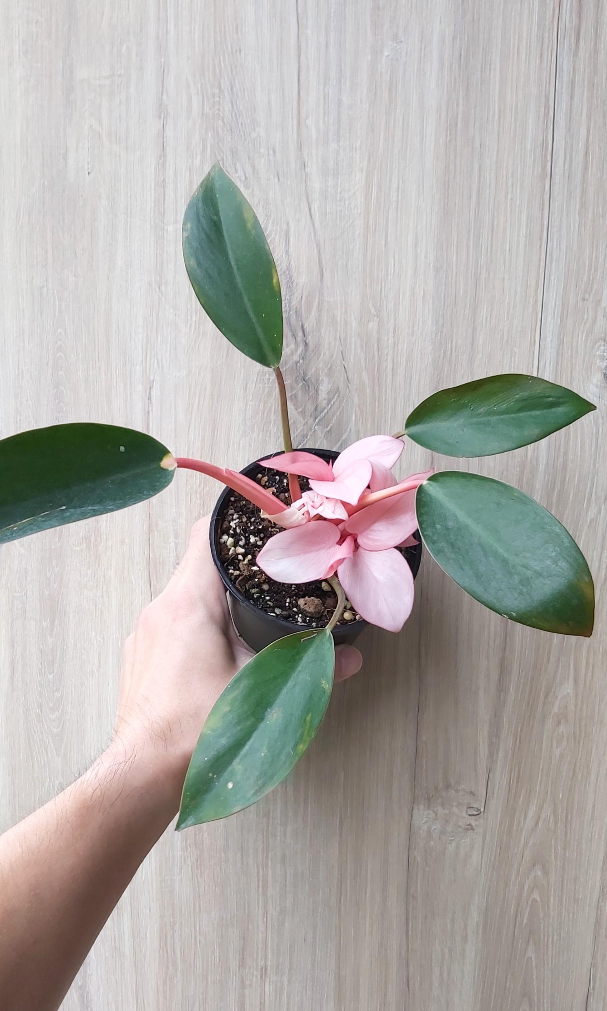 Philodendron Pink Congo, Furniture & Home Living, Gardening, Plants ...