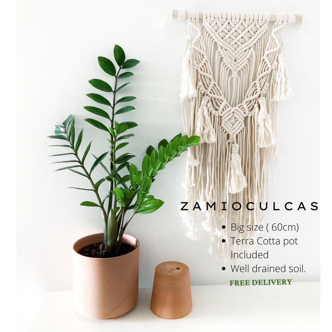 Plant Pot Giant Zz Plant Indoor Plant Terra Cotta Planter Gardening Plants On Carousell
