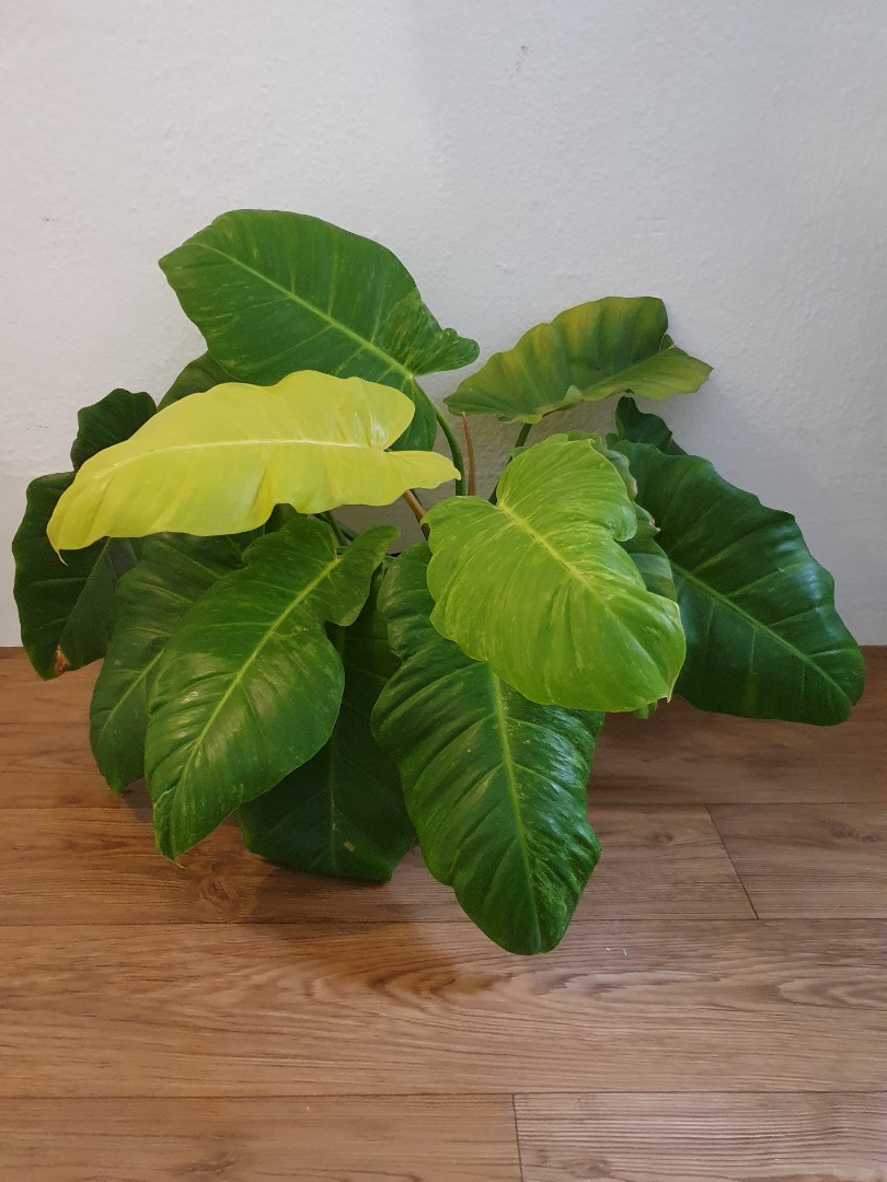 Rare Philodendron Jungle Fever Gold Variegated, Furniture & Home Living