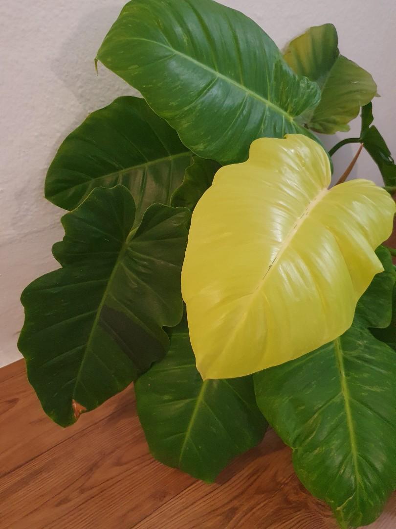 Rare Philodendron Jungle Fever Gold Variegated, Furniture & Home Living