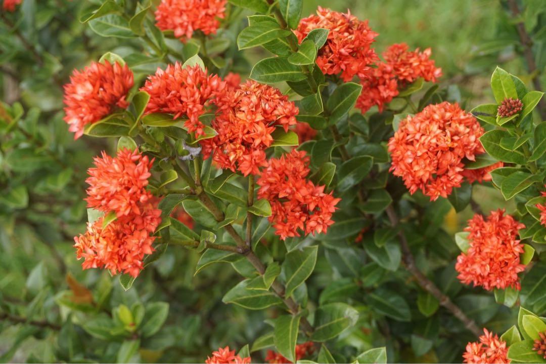 SONY a5000 (Flip screen Vlogging Camera), Photography, Video Cameras on