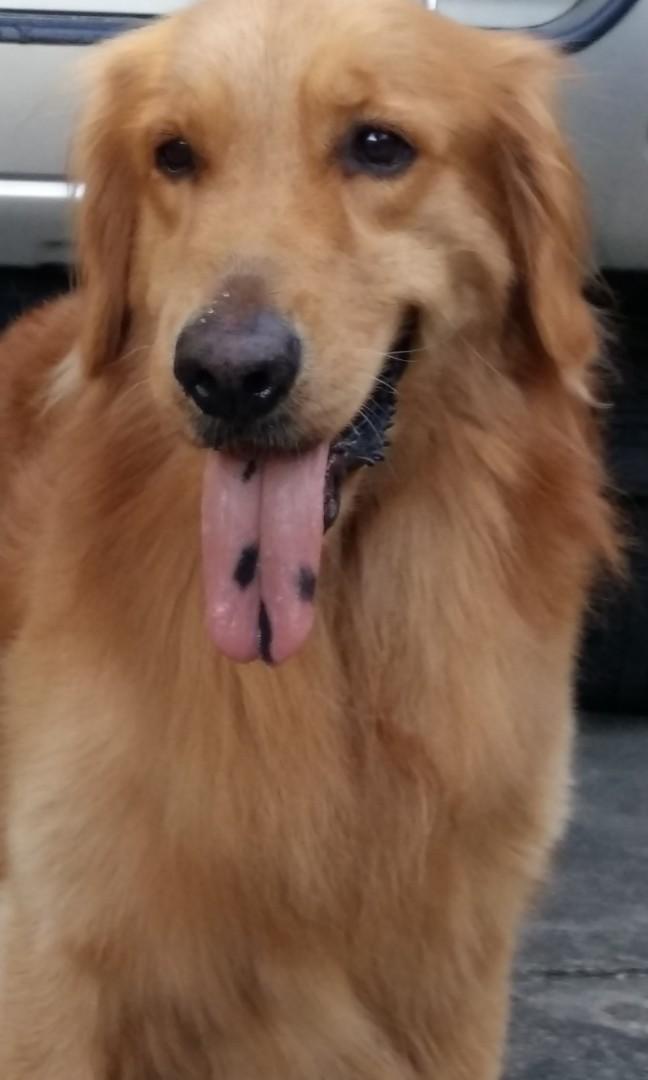 Stud Golden Retriever Lifestyle Services Pet Care Services On Carousell