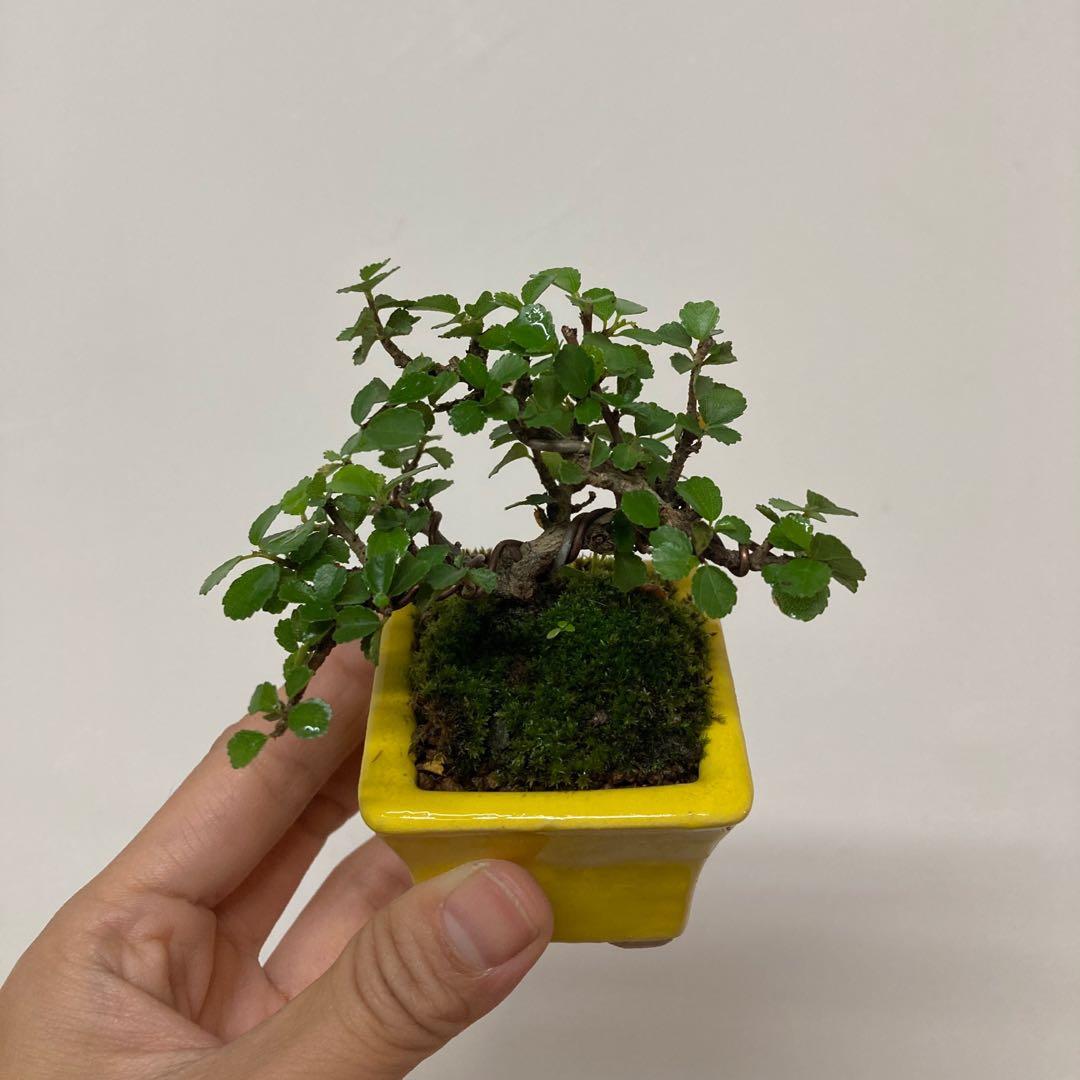 豆盆栽姬水蓮木d 傢俬 家居 Gardening Plants Carousell