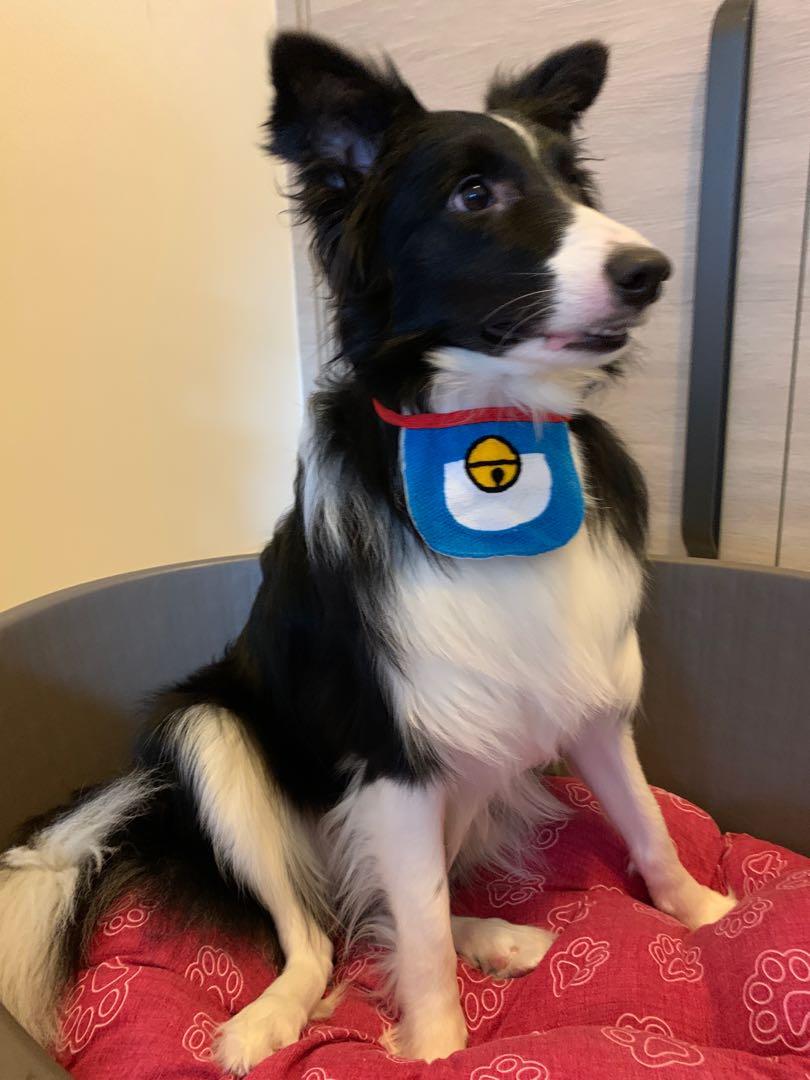 韓國寵物多啦a夢口水肩 寵物用品 寵物衣服 Carousell