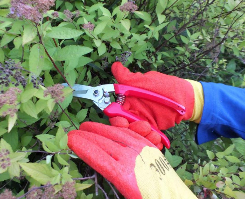 ARS 140DX Pruning Shears (Made in Japan), Furniture & Home Living, Home