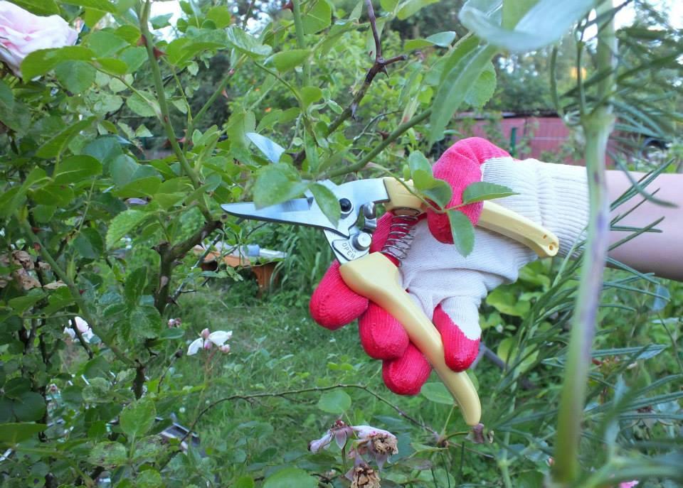 ARS 140DX Pruning Shears (Made in Japan), Furniture & Home Living, Home