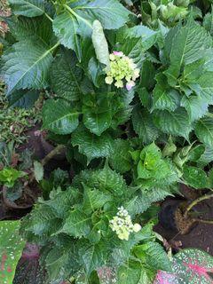 Plant For Sale Flowers Plants Carousell Philippines