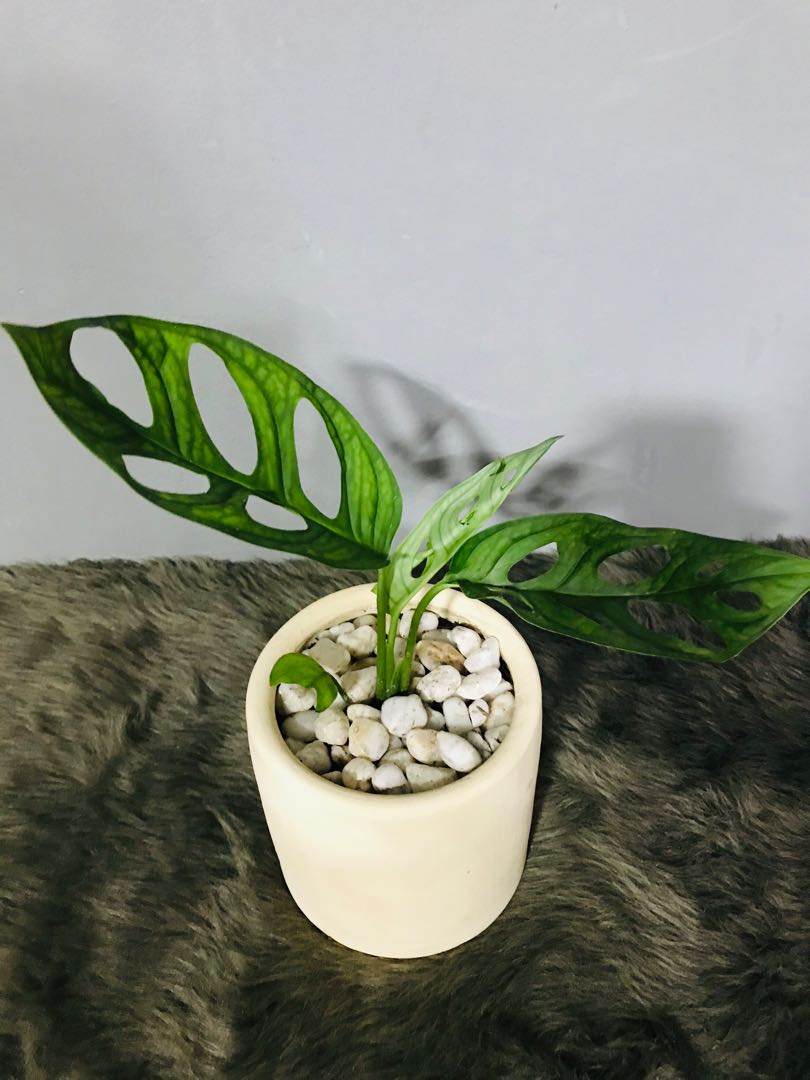 Potted Plants Manila, Furniture & Home Living, Gardening, Plants