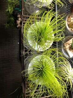 (Category: ) located in . Submitted by plant_hops (Listing ID 1041635998, Image 1). Description: .
