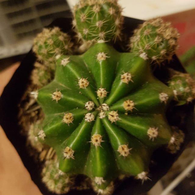 Cactus Echinobivia Rainbow Bursts Furniture Home Living Gardening Plants Seeds On Carousell