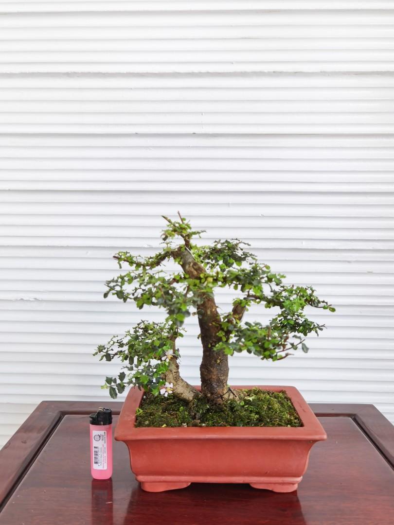 Chinese Holly Bonsai Furniture Home Living Gardening Plants Seeds On Carousell