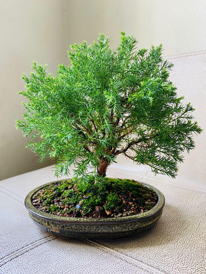 Japanese Cedar Bonsai(SALE), Furniture & Home Living, Gardening, Plants