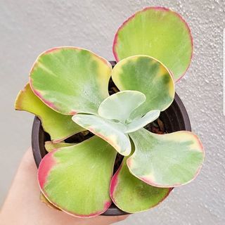 (Category: ) located in . Submitted by succulent.yinn (Listing ID 1041756857, Image 1). Description: .