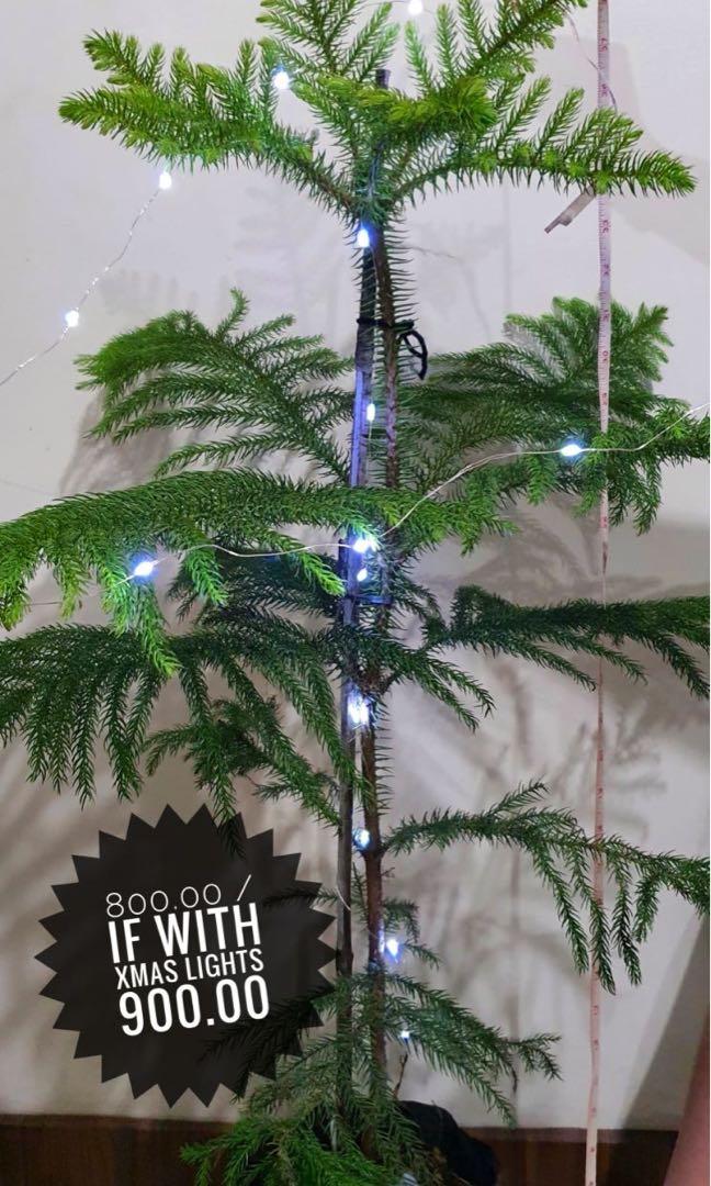 Norfolk Pine Tree Araucaria 3 5 Ft Furniture Home Living Gardening Plants Seeds On Carousell