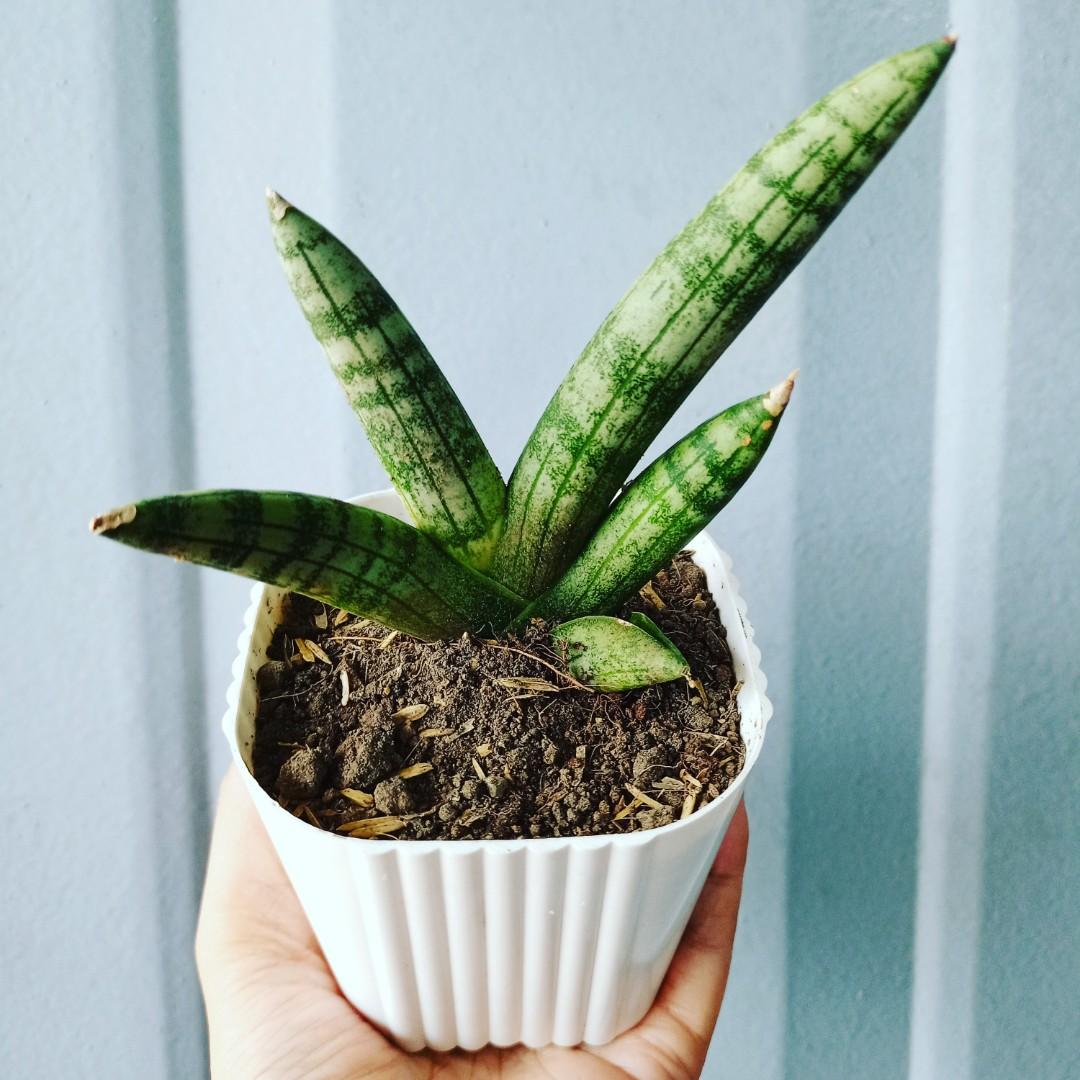 Boncel Sansevieria Dwarf Boncel, Furniture & Home Living, Gardening, Plants ...