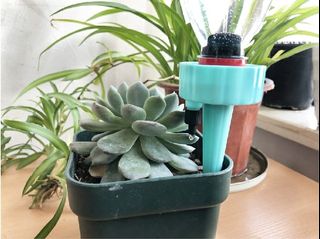 (Category: ) located in . Submitted by vertegarden (Listing ID 1041845250, Image 1). Description: .