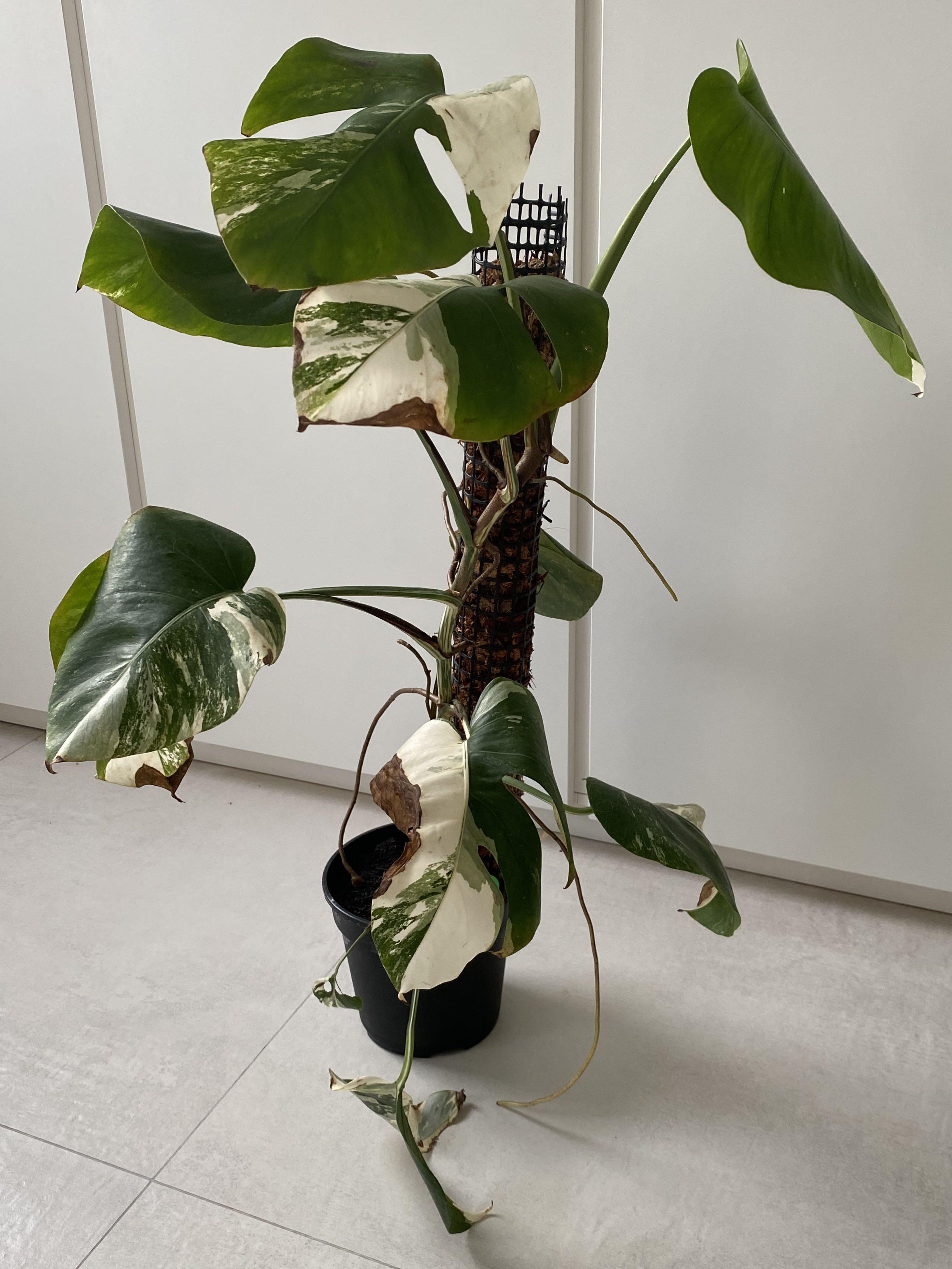 Variegated Monstera Borsigiana Gardening Plants On Carousell