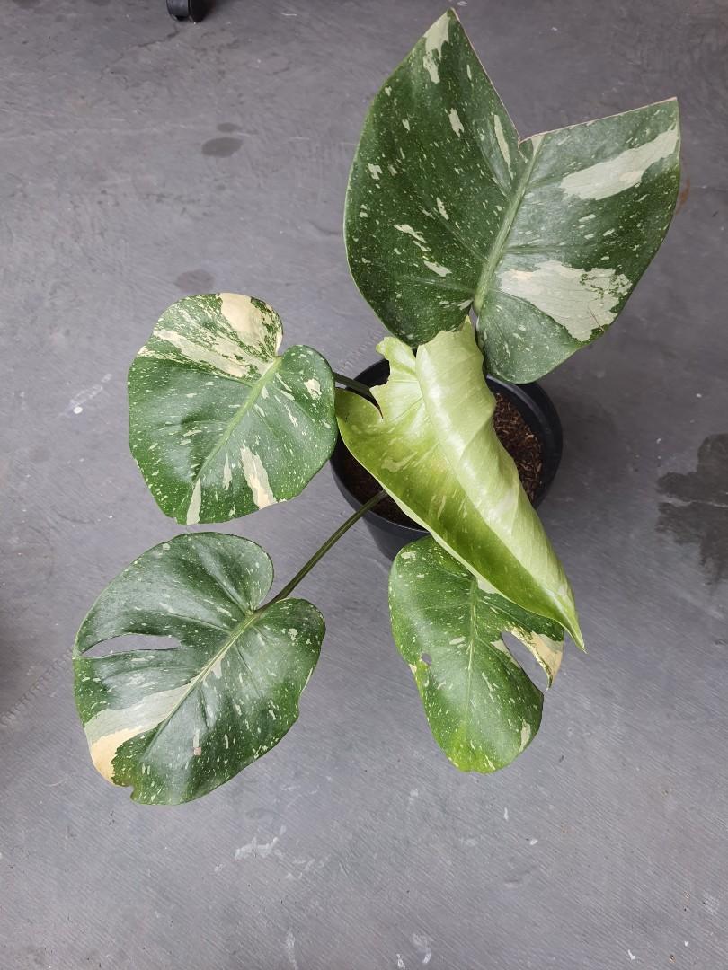 Variegated Monstera Deliciosa Thai Constellation Gardening Flowers Plants On Carousell