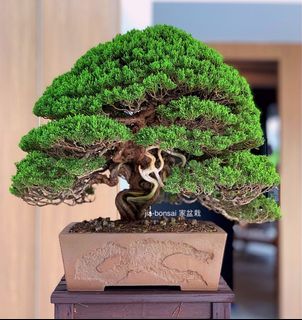 (Category: ) located in . Submitted by jia_bonsai_singapore (Listing ID 1041761807, Image 1). Description: .