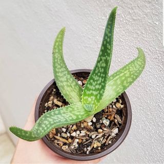 (Category: ) located in . Submitted by succulent.yinn (Listing ID 1042022501, Image 1). Description: .