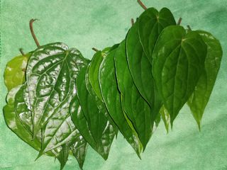 (Category: ) located in . Submitted by 100plants (Listing ID 1042026046, Image 1). Description: .
