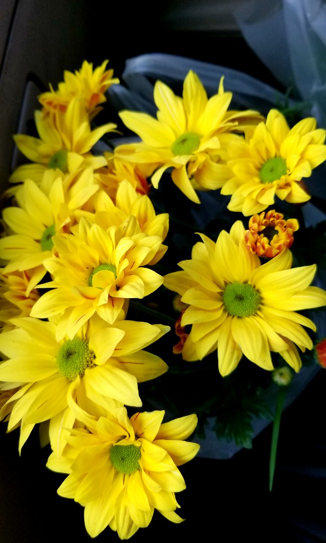 Malaysian Mumps Flower Images Best Flower Site