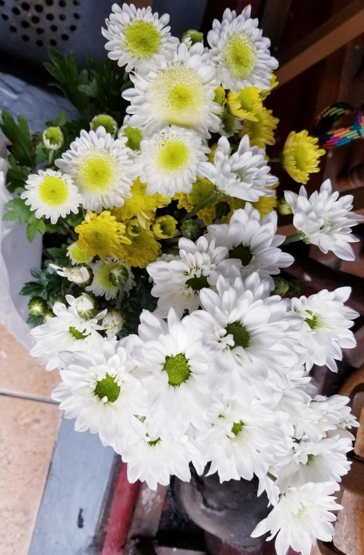 Malaysian mums 2025 flowers