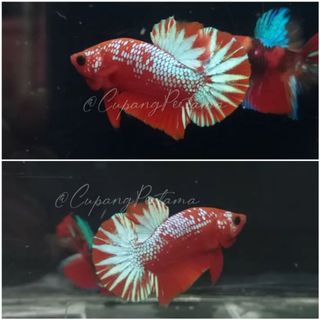 Aquarium Ikan Cupang Perlengkapan Hewan Aksesoris Hewan Di Carousell