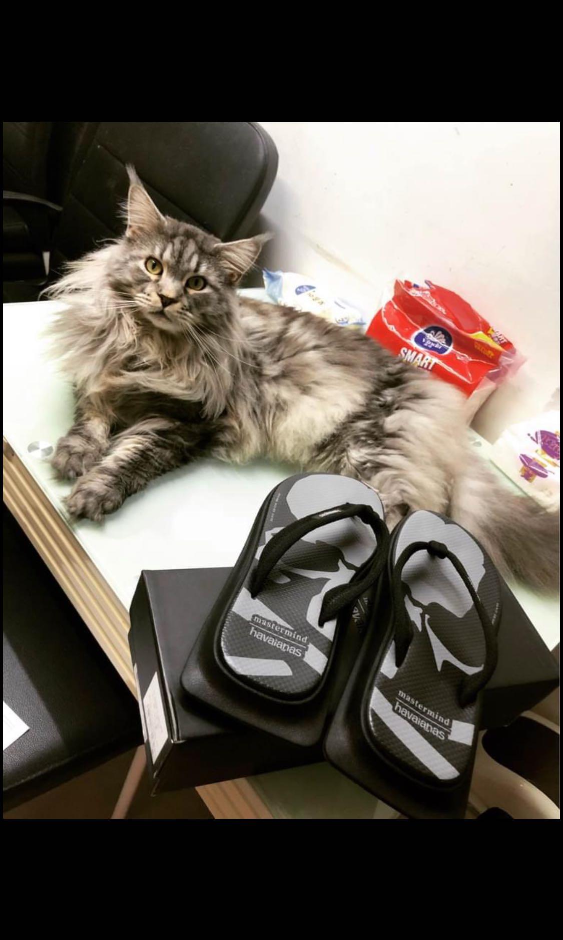 havaianas tradi zori mastermind