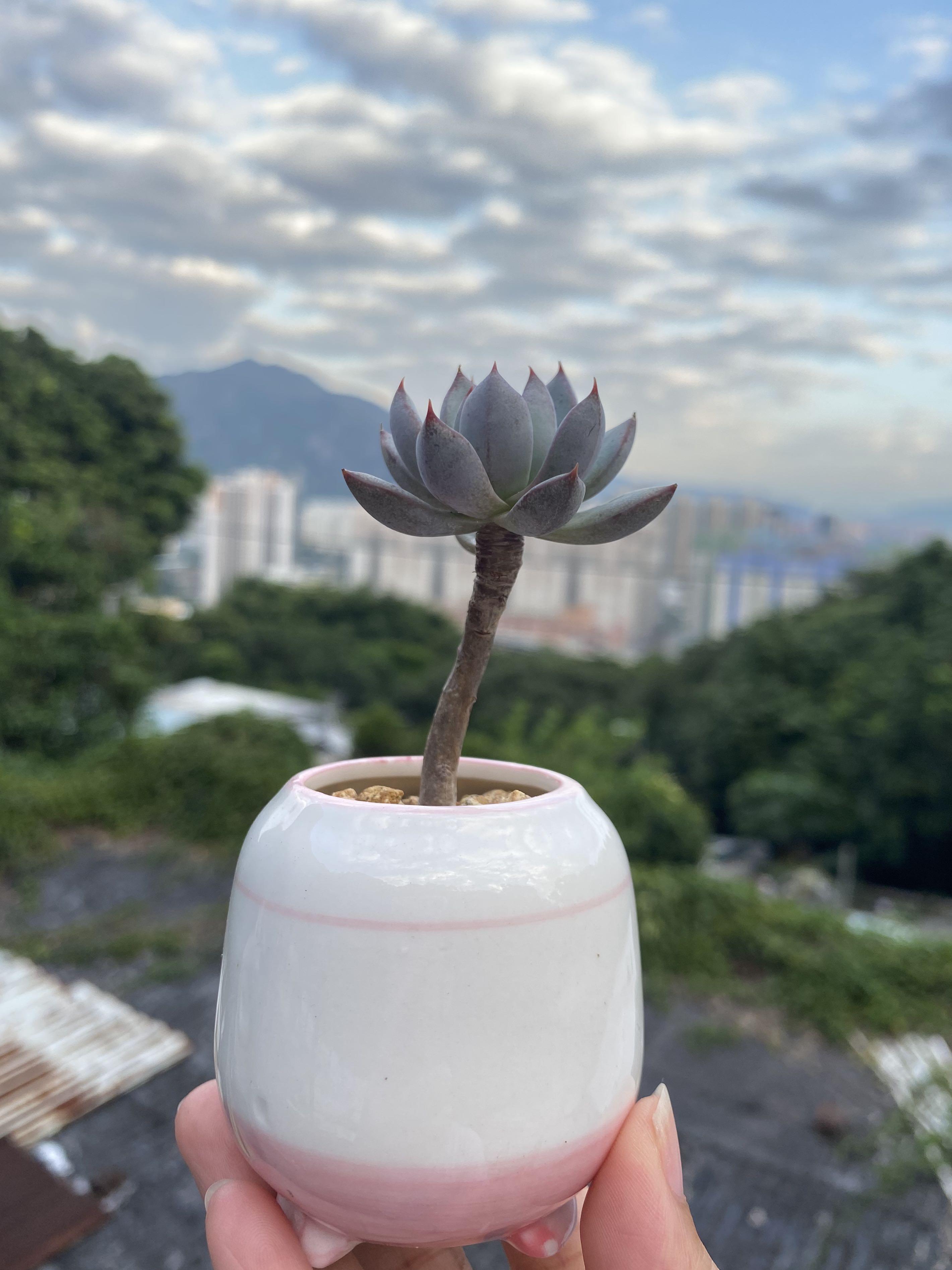美 月 蓮