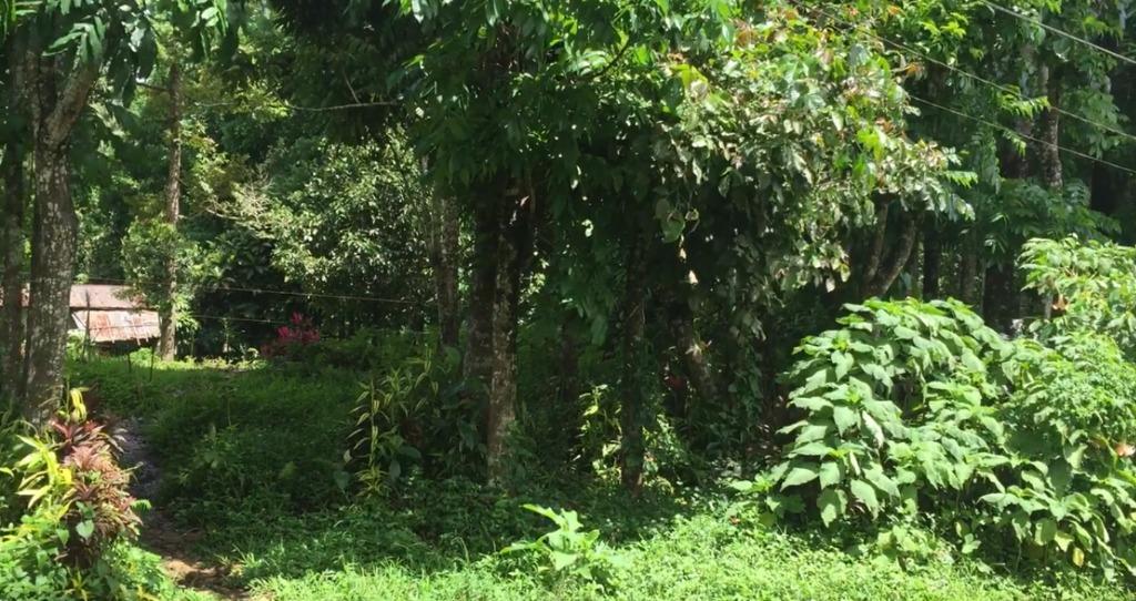Lucban, Quezon (Brgy. Palola Malayo), Property, For Sale, Lot on Carousell