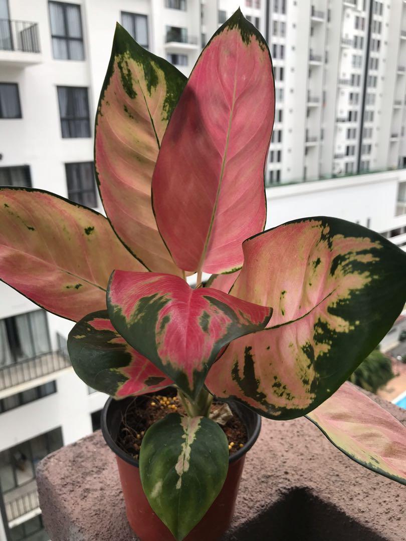 Aglaonema Cochin Tricolor Home Furniture Gardening On Carousell